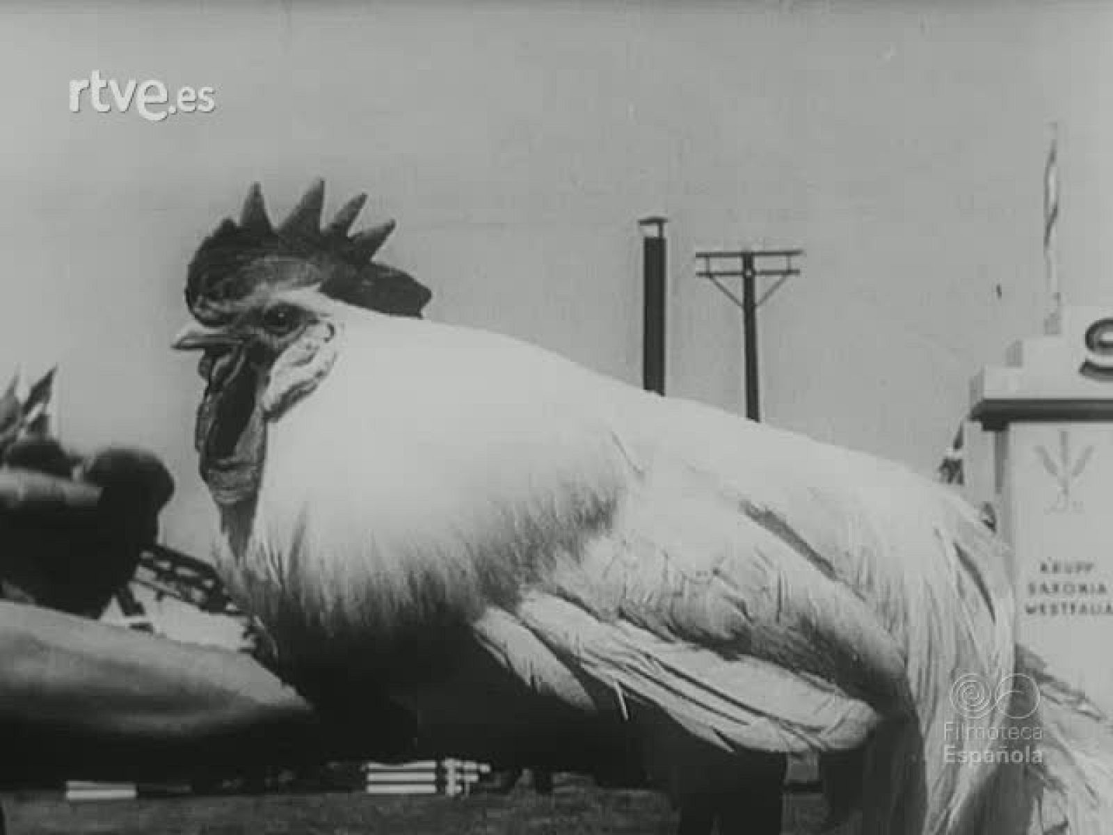 NOT N 34 B - NO-DO | Ver