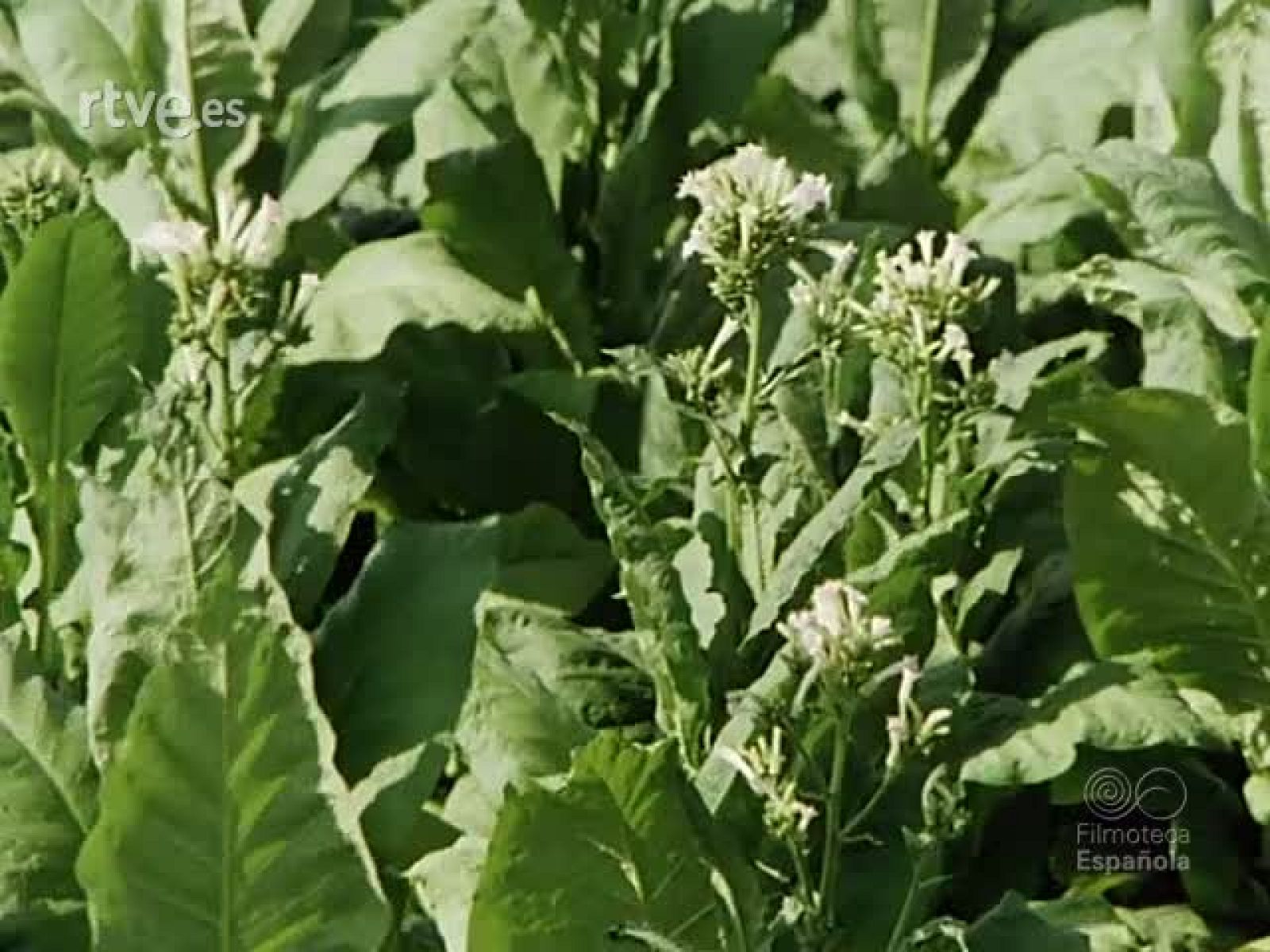 NOT N 1962 A - NO-DO | Ver