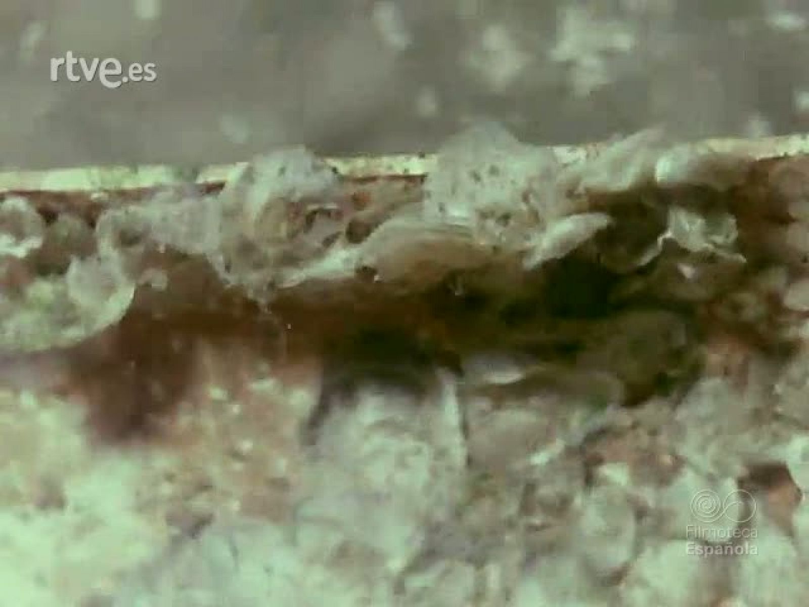 NOT N 1838 - NO-DO | Ver