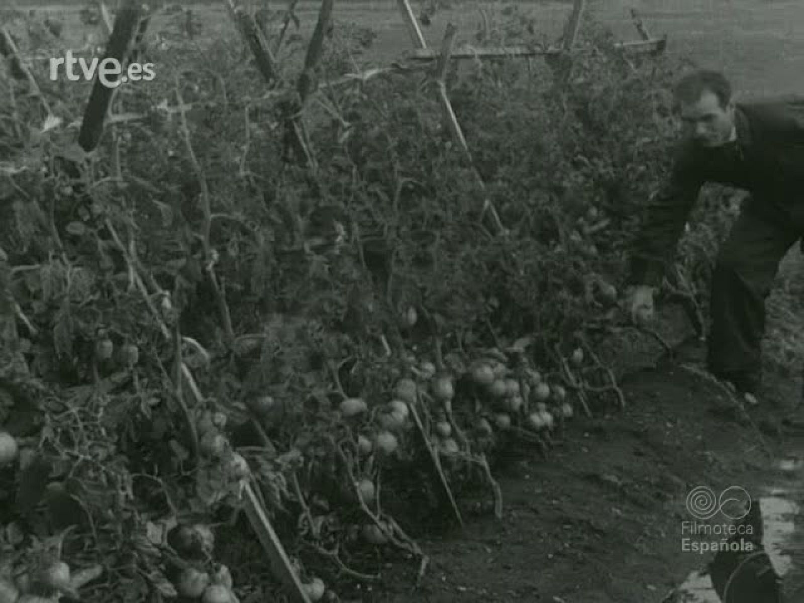 NOT N 923 A - NO-DO | Ver