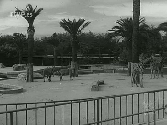 NO-DO - NOT N 1137 A