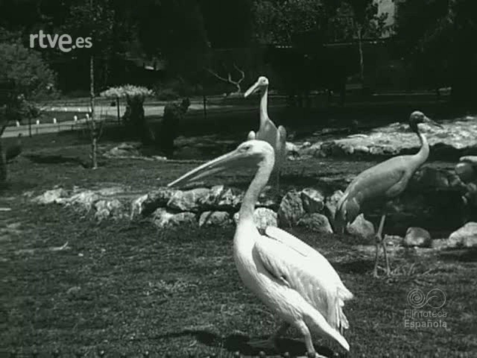 NOT N 908 B - NO-DO | Ver