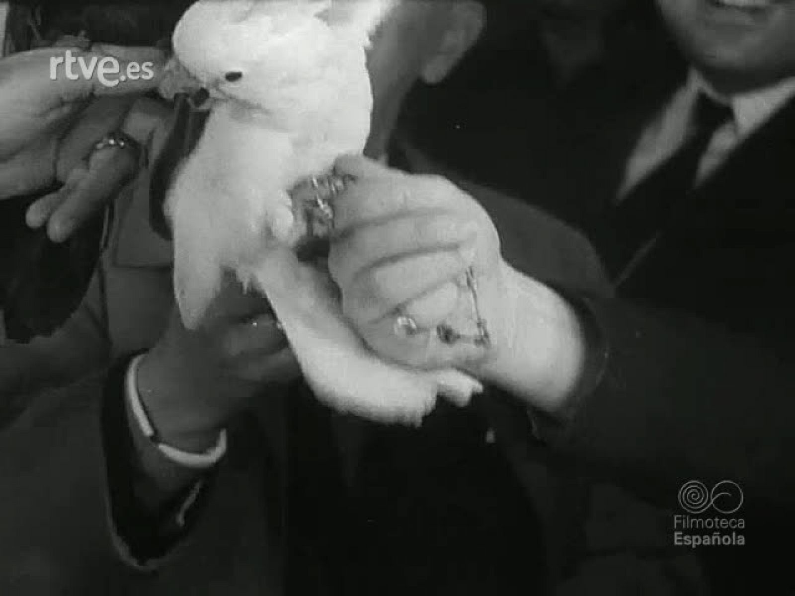 NOT N 315 B - NO-DO | Ver