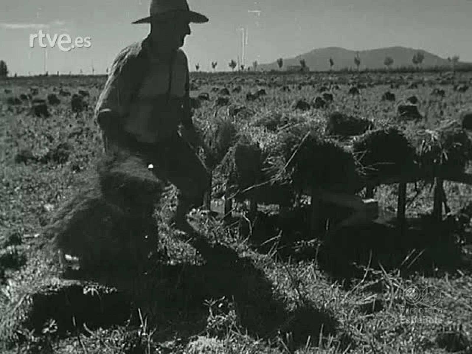 NOT N 460 B - NO-DO | Ver