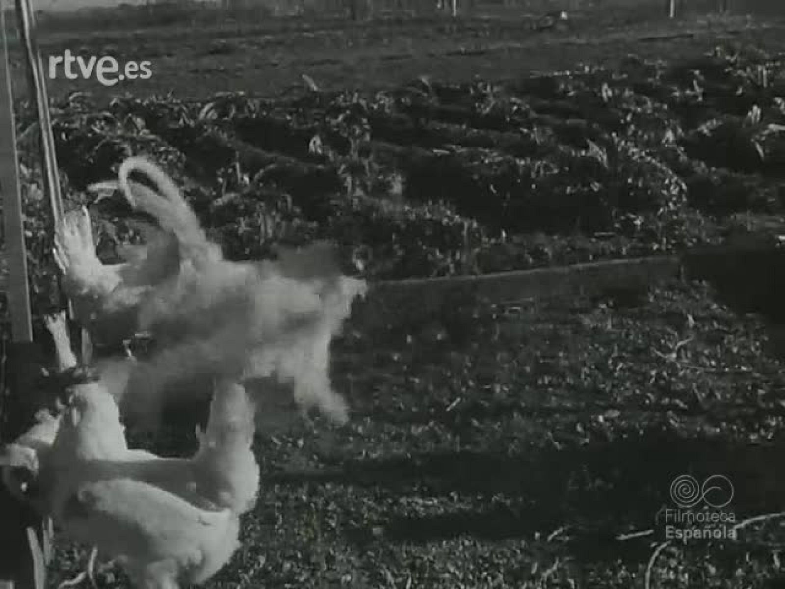 NOT N 501 B - NO-DO | Ver