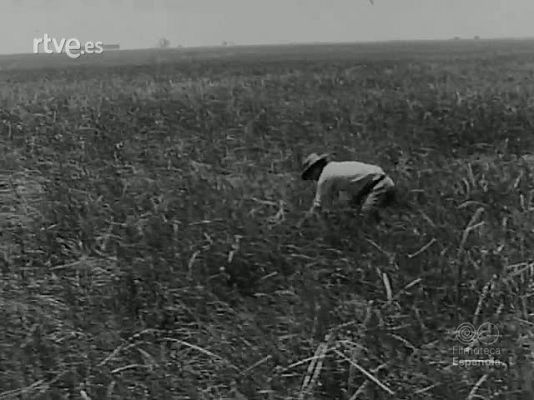 NO-DO - NOT N 1614 B