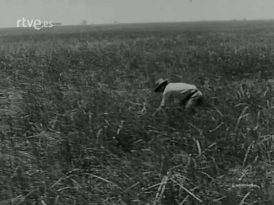 NO-DO - NOT N 1614 B