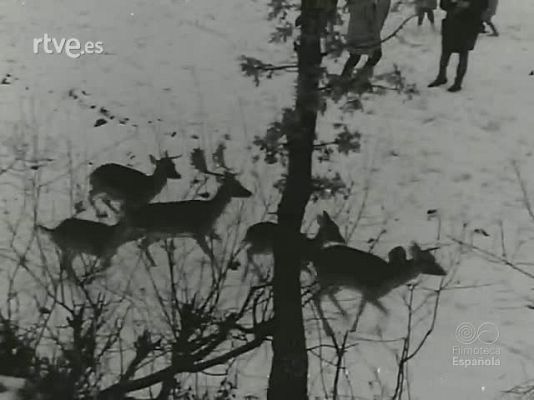 NO-DO - NOT N 1045 A