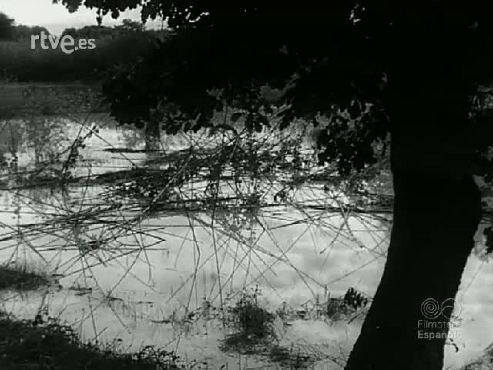 NOT N 1033 C - NO-DO | Ver