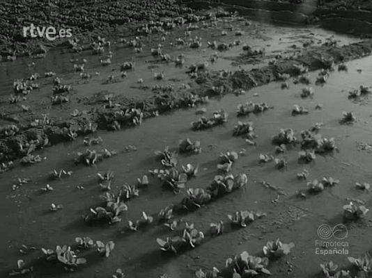 NO-DO - NOT N 1221 B