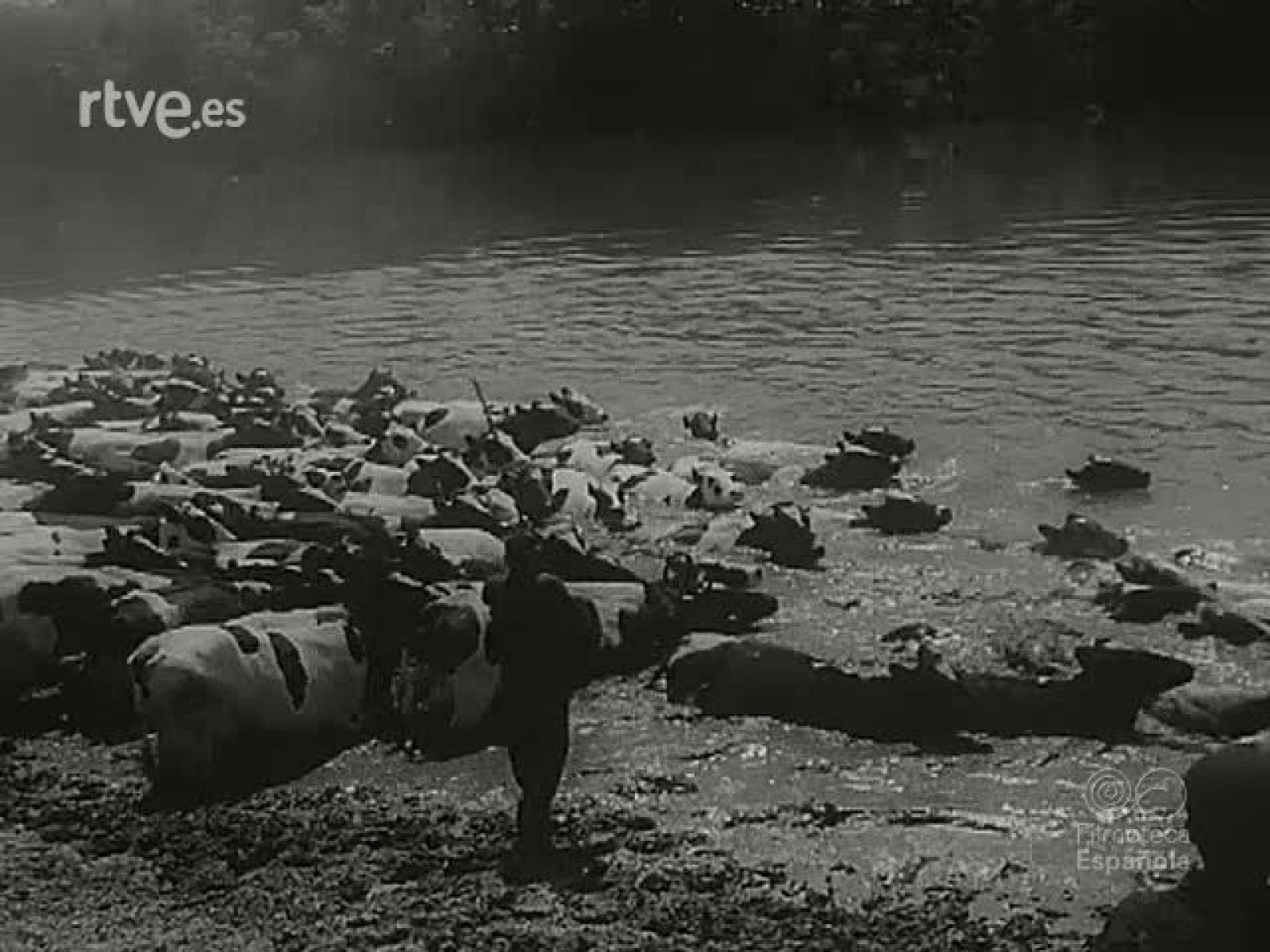 NOT N 1116 C - NO-DO | Ver