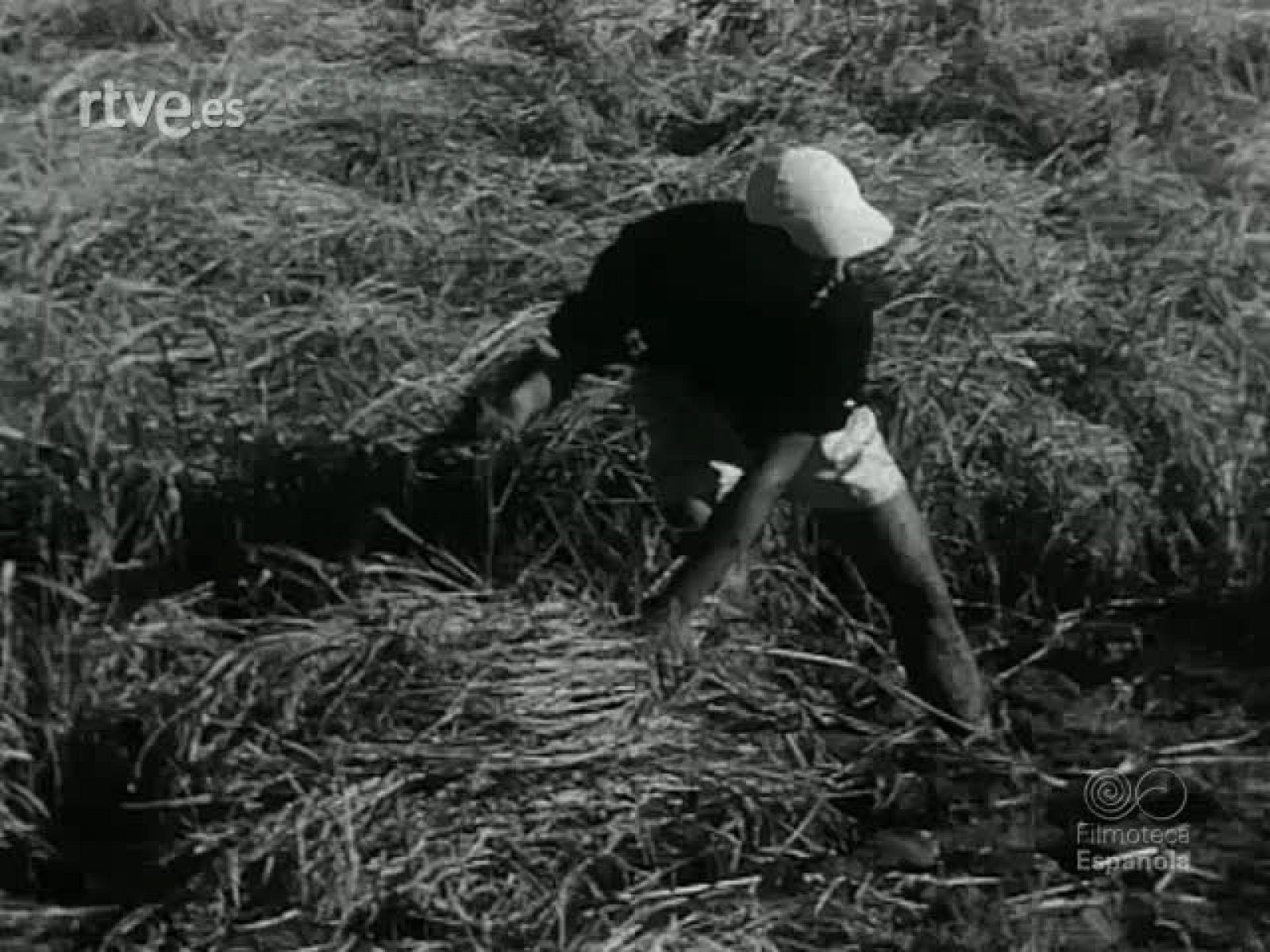 NOT N 665 A - NO-DO | Ver