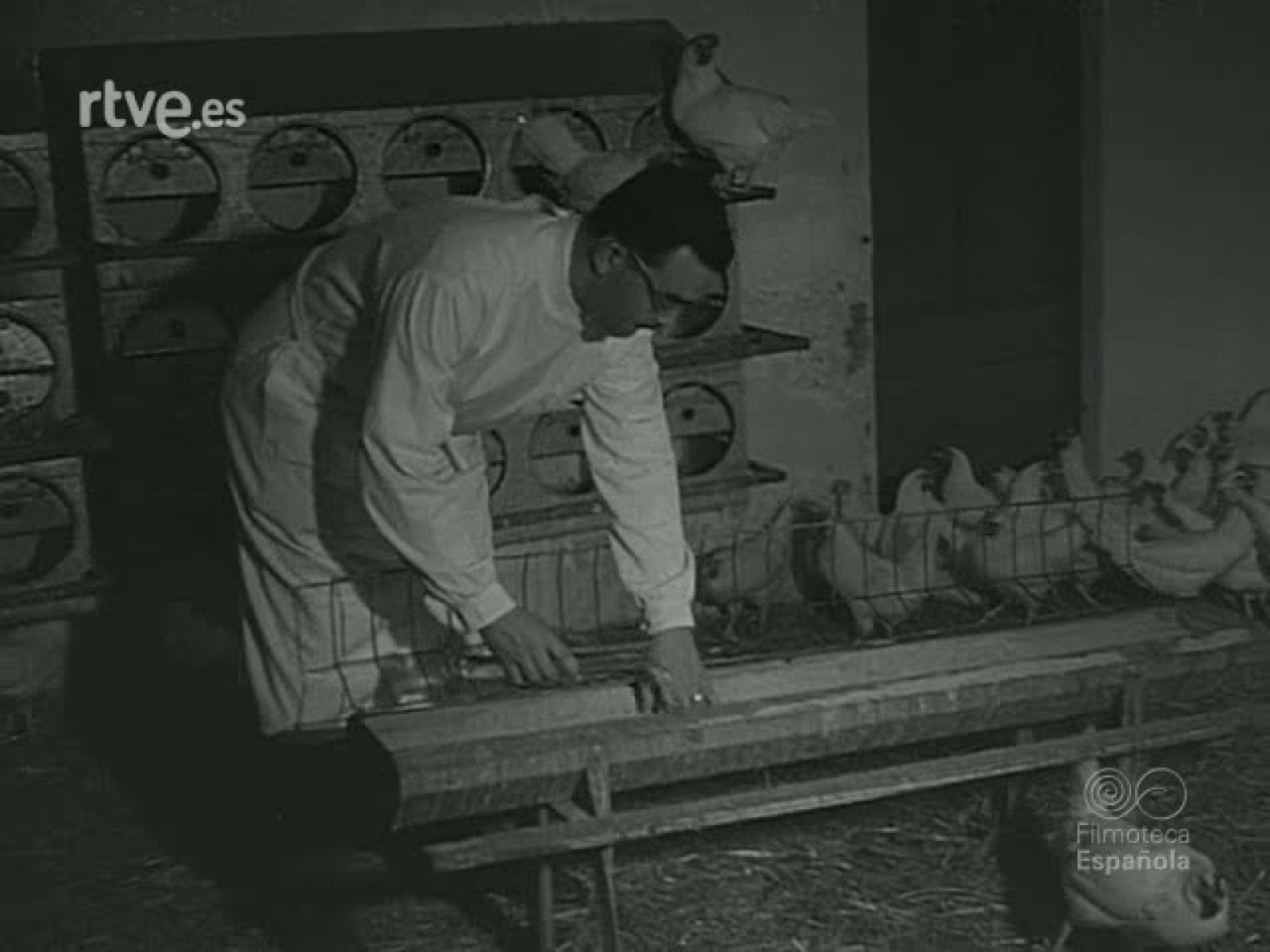 NOT N 820 A - NO-DO | Ver