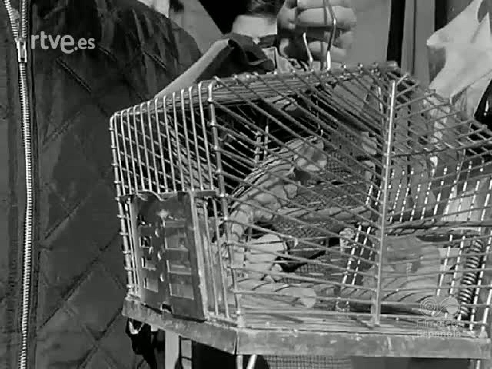 NOT N 1255 A - NO-DO | Ver