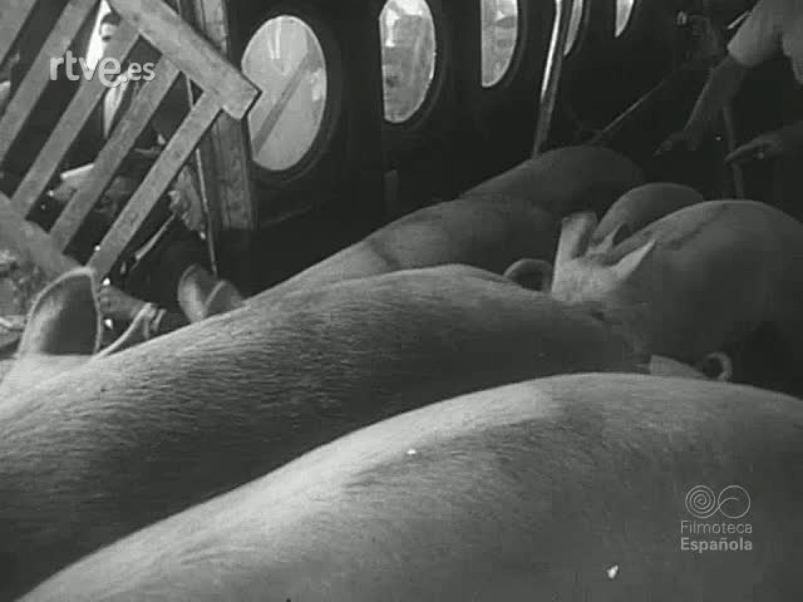 NOT N 711 B - NO-DO | Ver