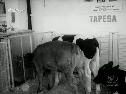 NO-DO - NOT N 1399 B