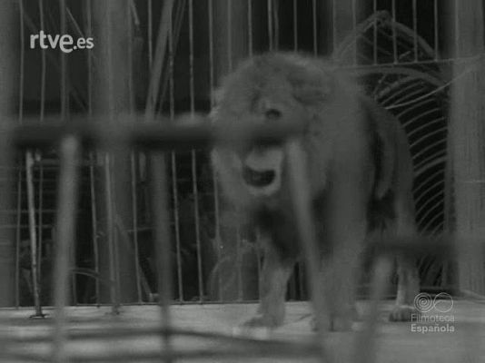 NO-DO - NOT N 1531 A