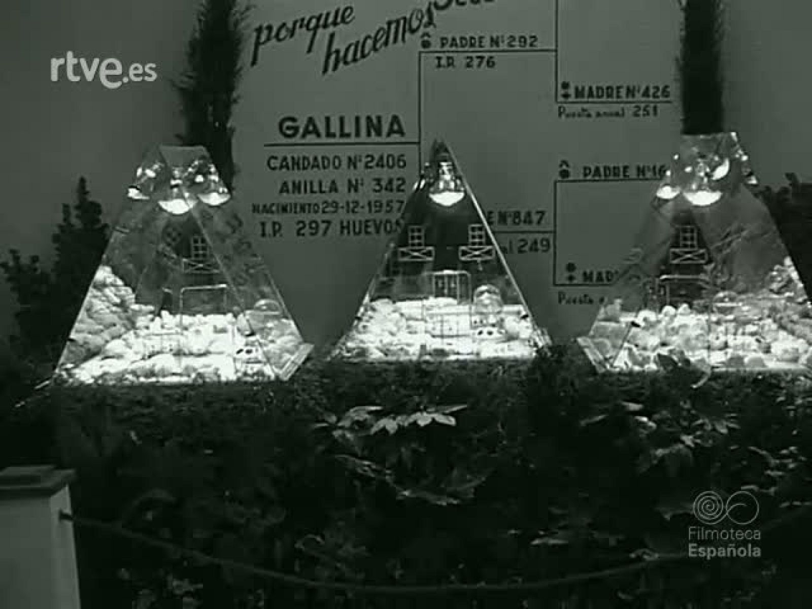 NOT N 871 B - NO-DO | Ver