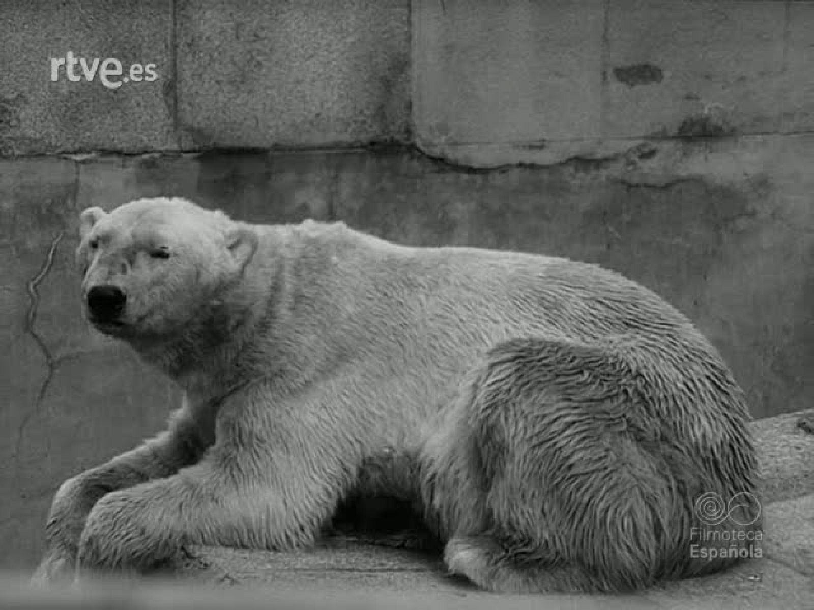 NOT N 1480 B - NO-DO | Ver