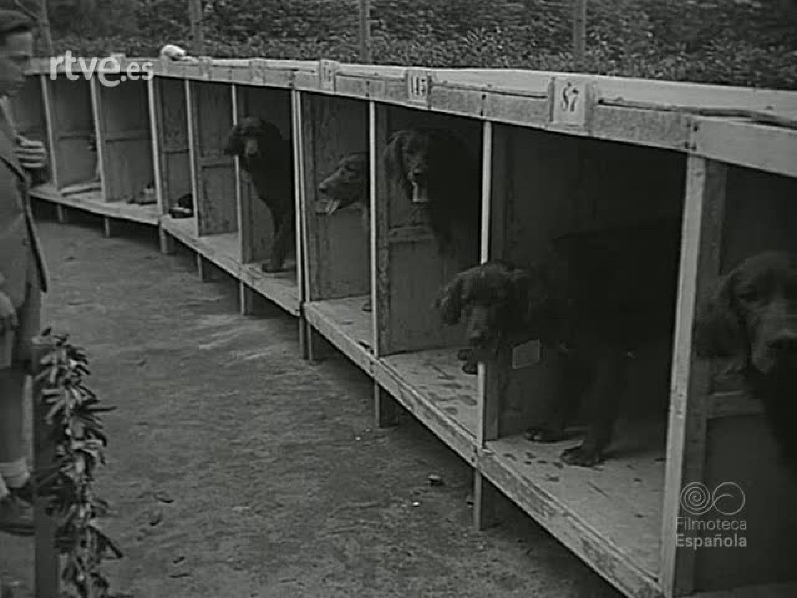 NOT N 439 A - NO-DO | Ver