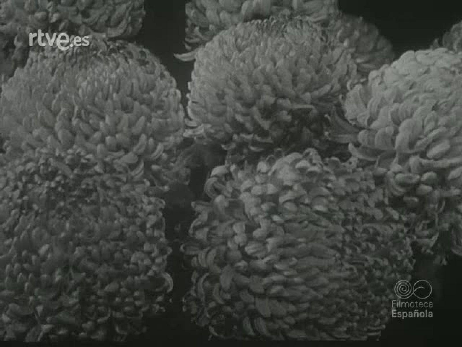 NOT N 211 A - NO-DO | Ver