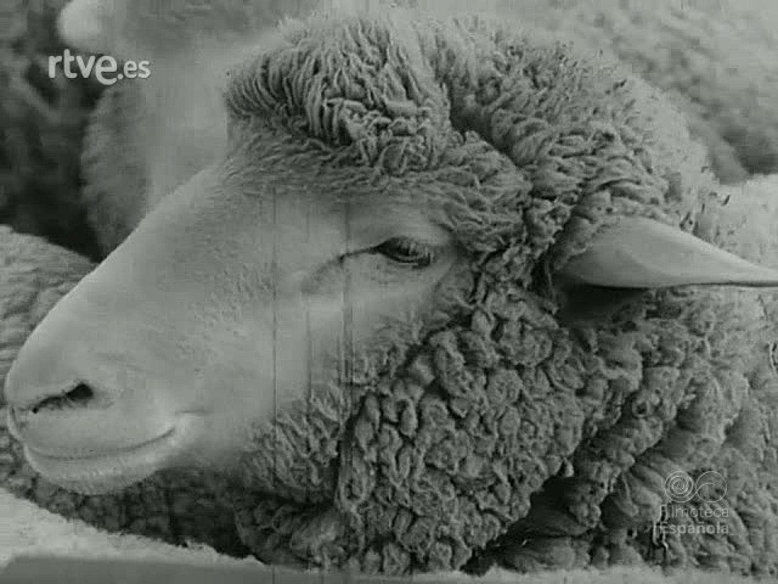 NOT N 1477 A - NO-DO | Ver