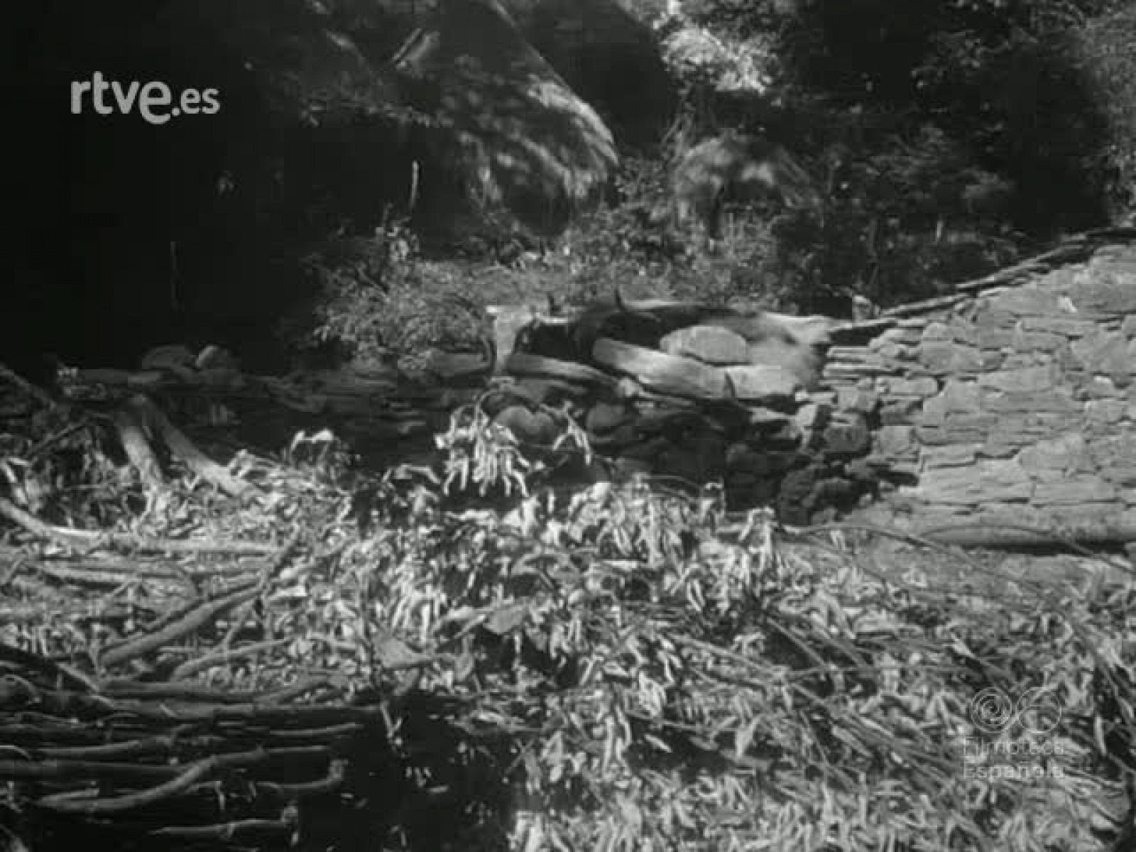 NOT N 203 B - NO-DO | Ver