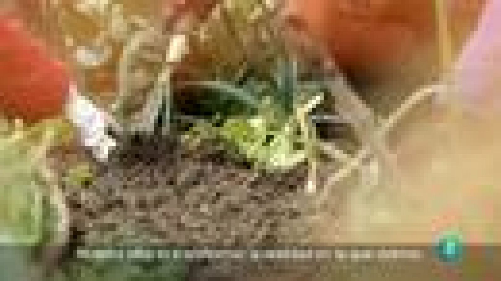 Para todos La 2 - ONG - Dríadas