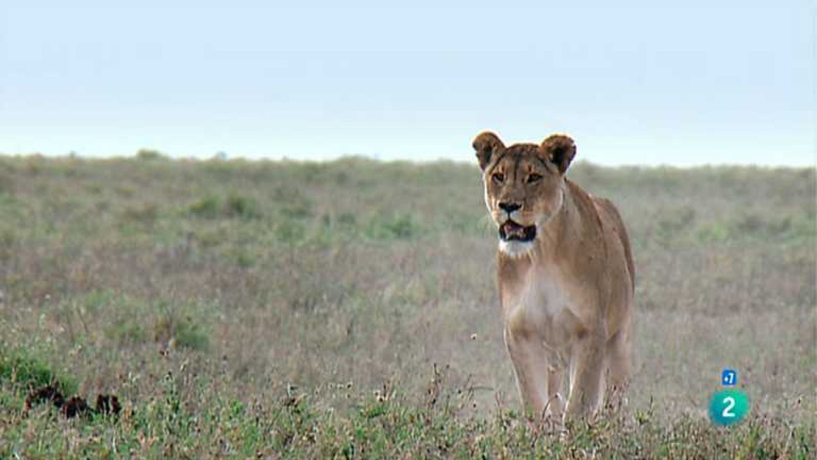 Grandes documentales - La Reina Leona - Las guerreras de las llanuras (1) - Ver ahora
