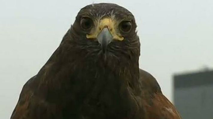 Telediario 1 - Rufus, el guardián de Wimbledon.