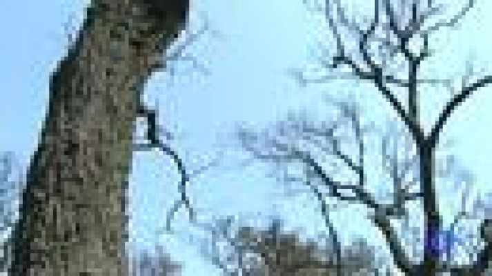 Telediario 1 - 30 años para recuperar un bosque