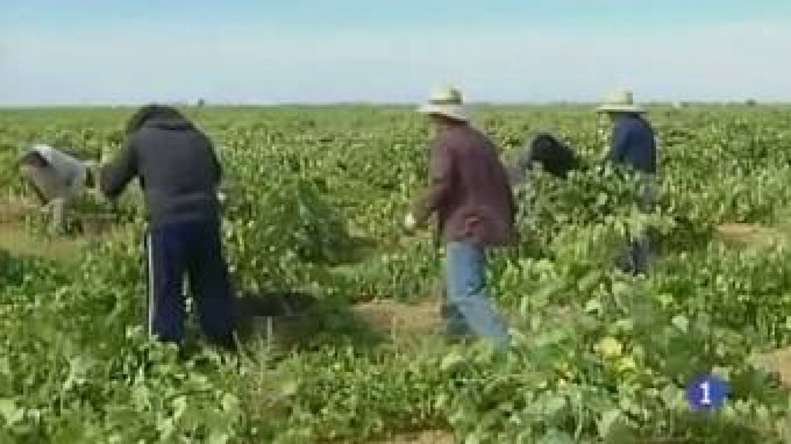 Noticias de Castilla-La Mancha: Noticias de Castilla La Mancha (01/08/2012) | RTVE Play