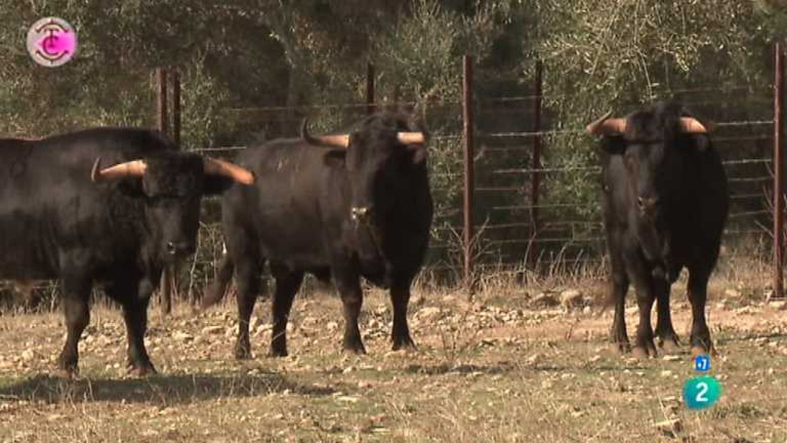 Tendido cero - 04/08/12 - ver ahora