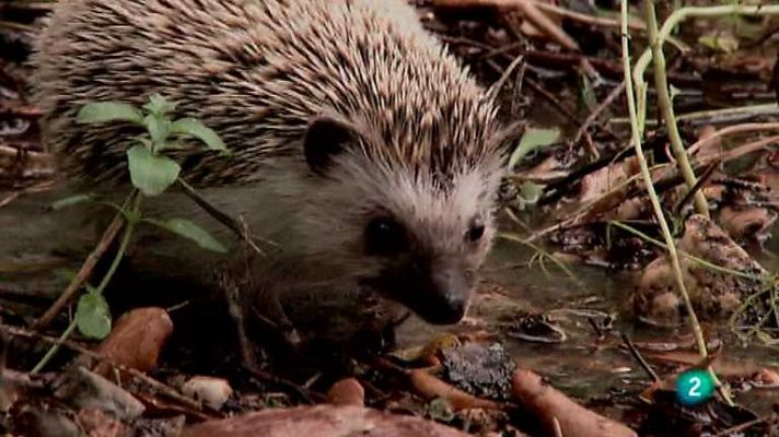 Biodiario - 17.000 púas