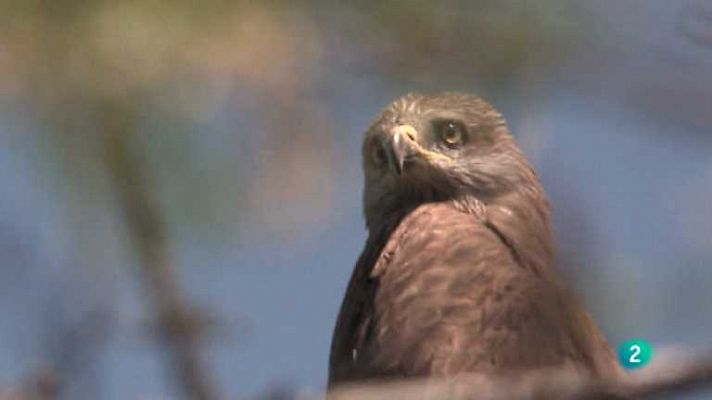 Biodiario - Bien avenido