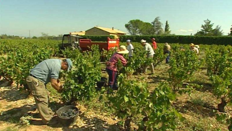 Crece la demanda para ir a la vendimia francesa