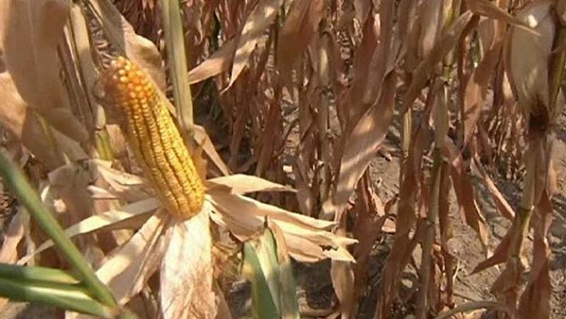 En tan solo un mes los precios de los alimentos han subido un 6 %