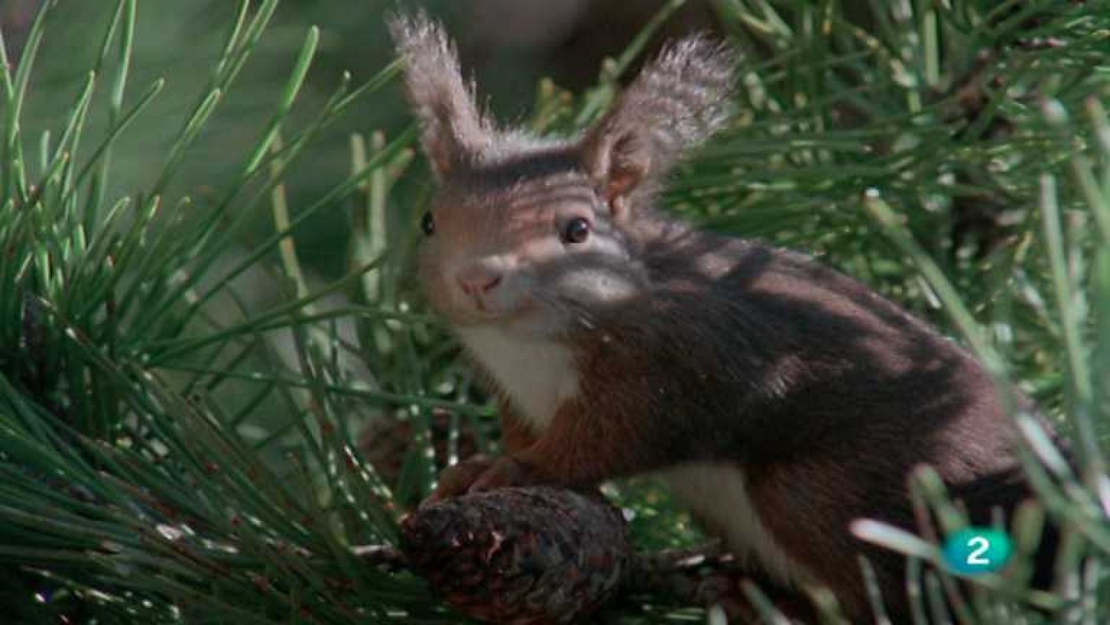 El hombre y la Tierra (Fauna ibérica) - Los roedores 1 - ver ahora