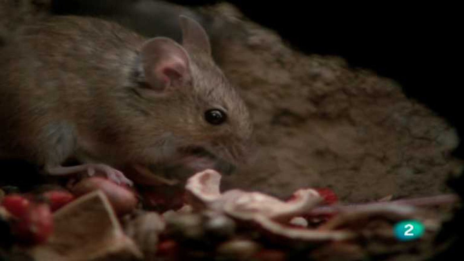 El hombre y la Tierra (Fauna ibérica) - Los roedores, 2 - ver ahora