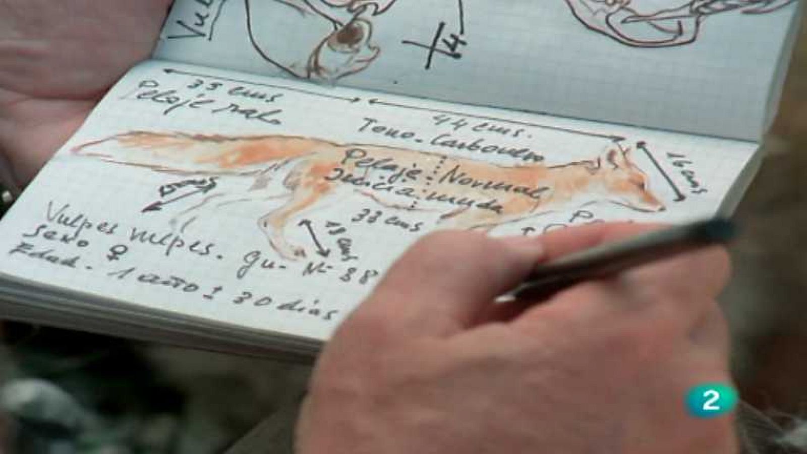 Otro animal en peligro de extinción, el zorro ibérico. En este capítulo podemos observar su vida y sus costumbres.