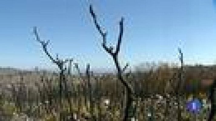 Telediario 1 - Los cipreses mediterráneos sirven como cortafuegos