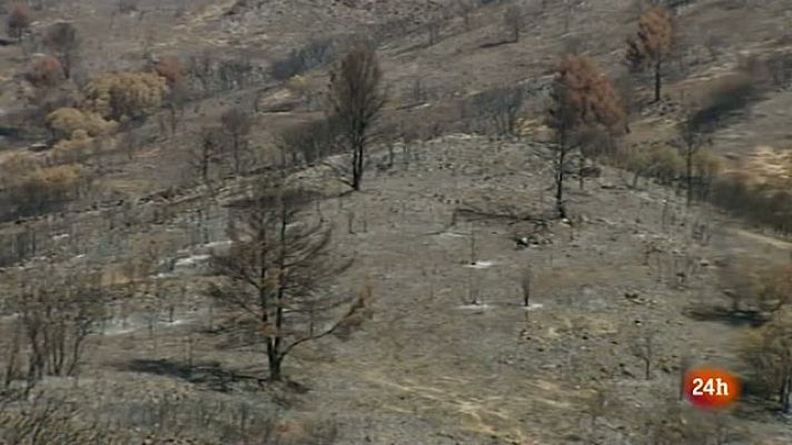 Los cipreses podrían ser un buen cortafuegos