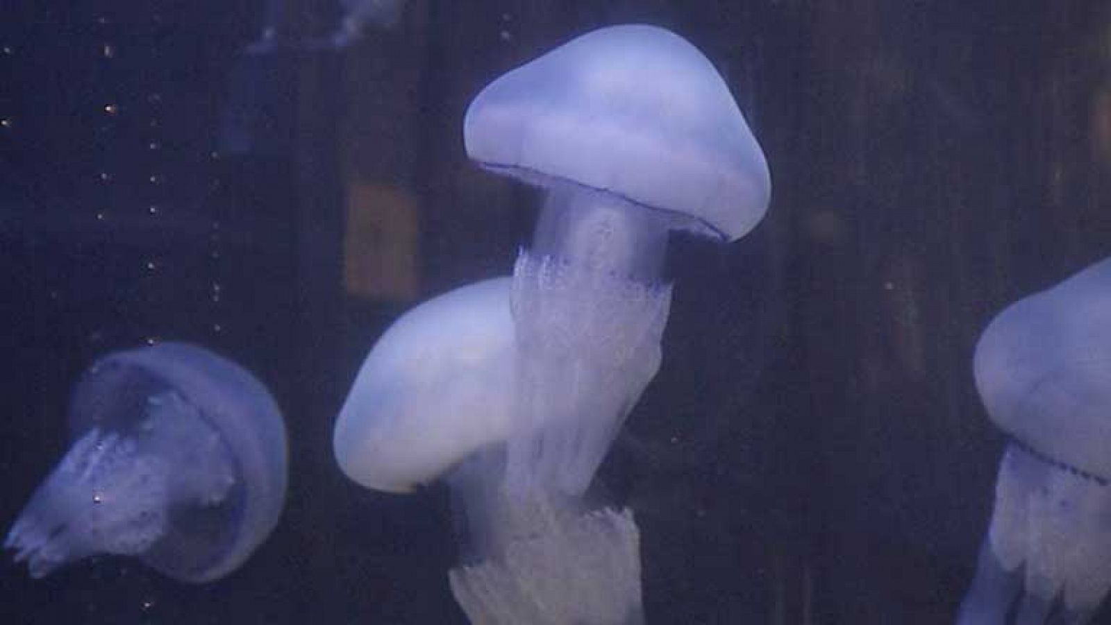 Telediario 1: Aumenta el número de medusas | RTVE Play