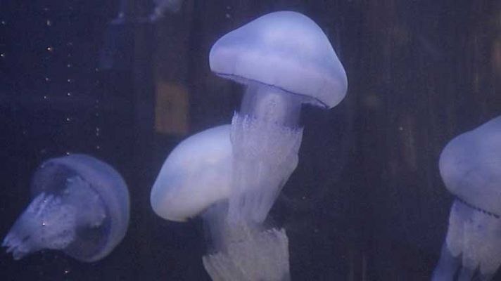 Aumenta el número de medusas