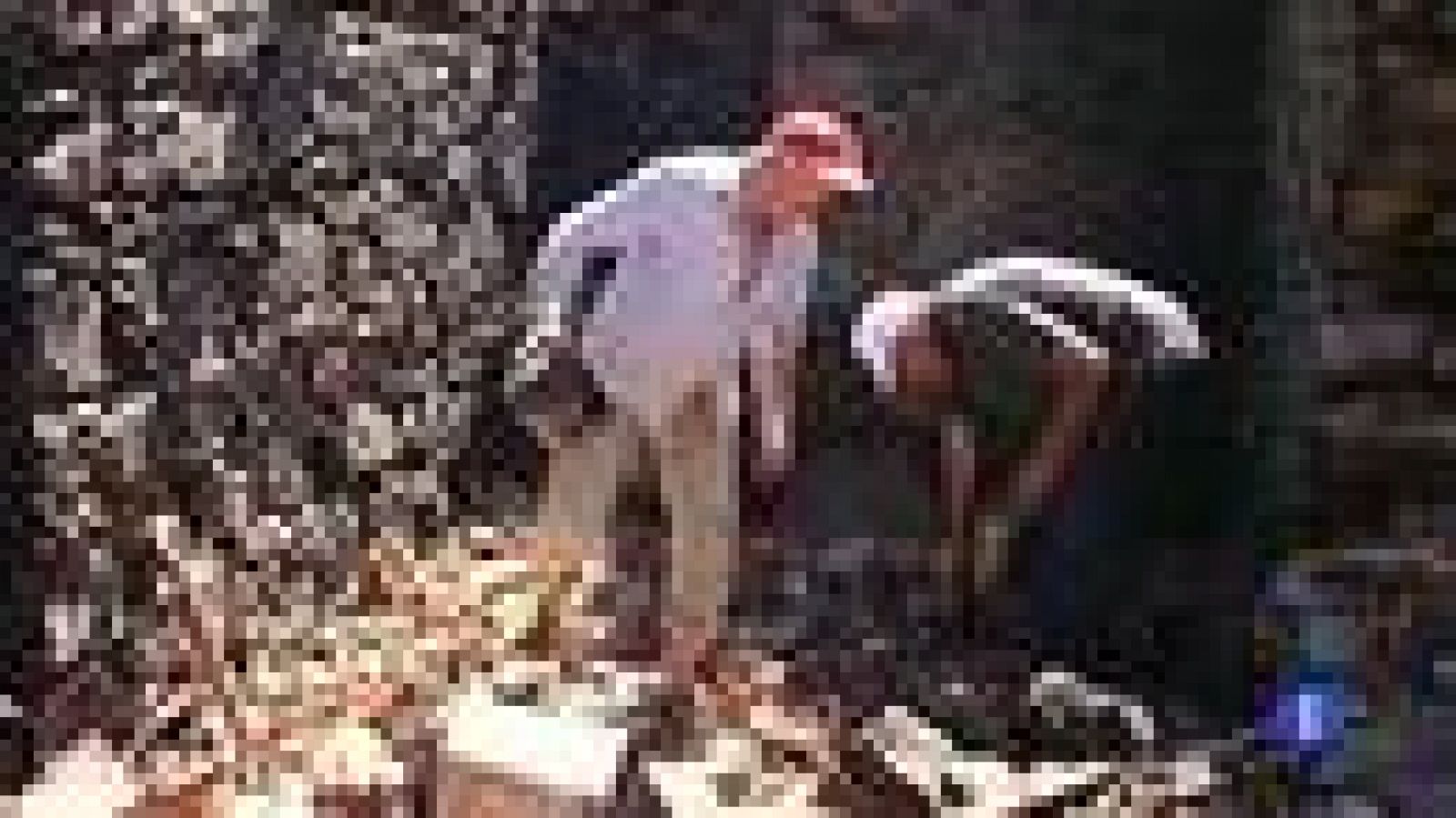 El riesgo de incendios por el calor cierra el acceso a zonas boscosas | Ver