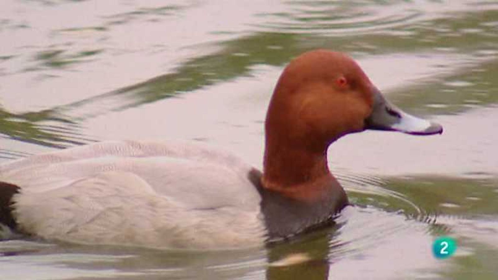 Biodiario - El pato buceador - ver ahora