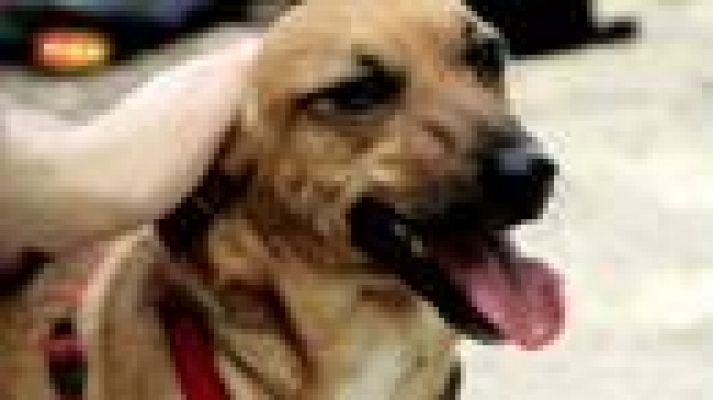  - Los animales abandonados y la crisis económica