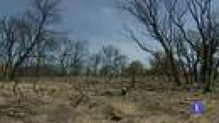 Telediario 1 - Estudiando los incendios