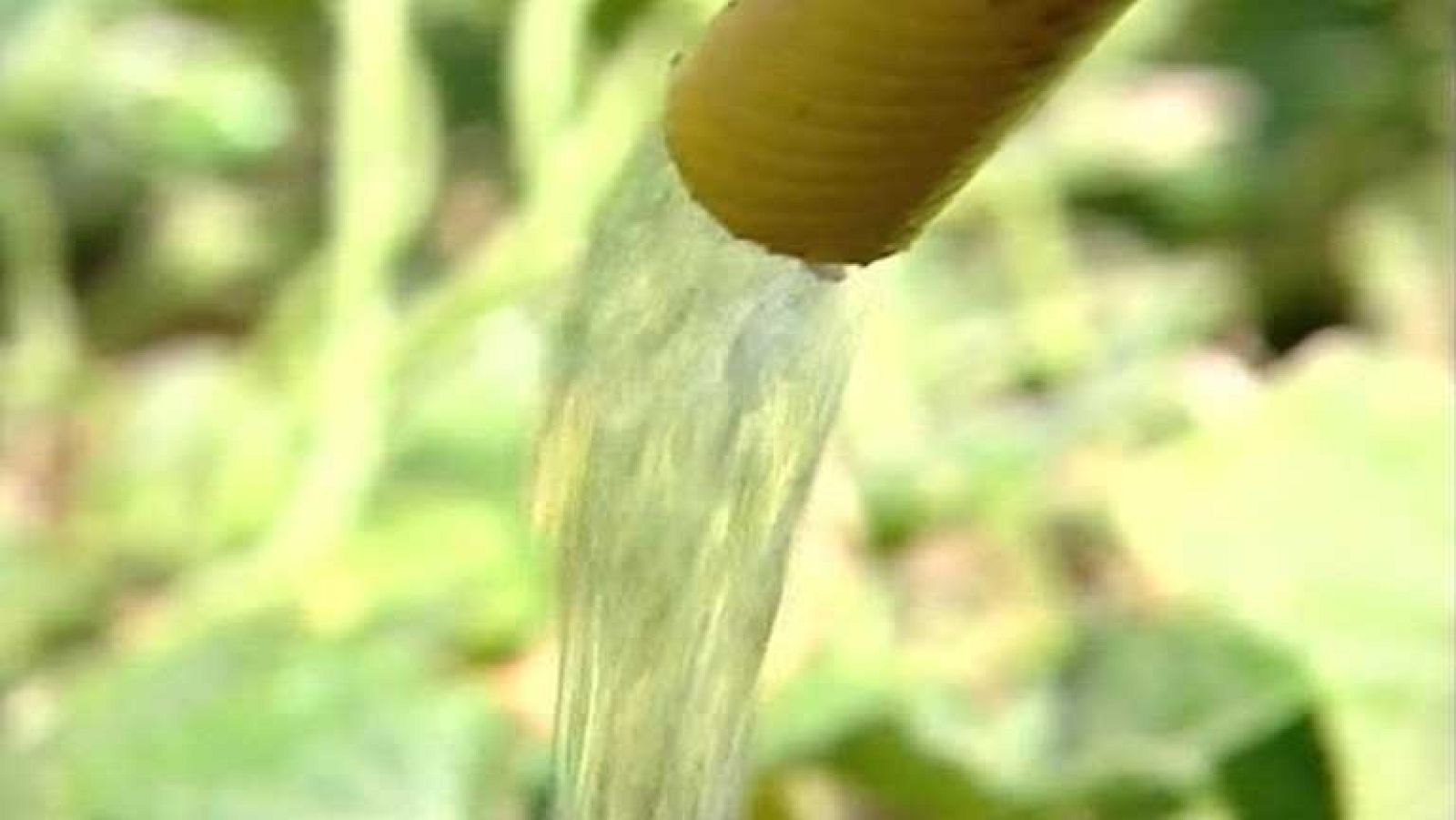 La sequía afecta más al secano y a la ganaderia