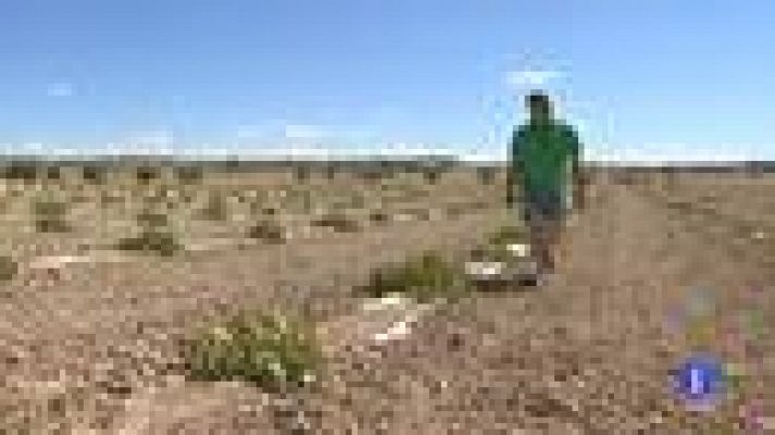 Telediario 1 - Año extremadamente seco